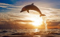 /album/contaminacion-ambiental/delfin-saltando-en-el-mar-jpg/