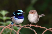 /album/contaminacion-ambiental/superb-fairy-wrens-mark-2-jpg/