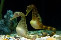 /album/contaminacion-ambiental/potbellyseahorse-tnaquarium-jpg/